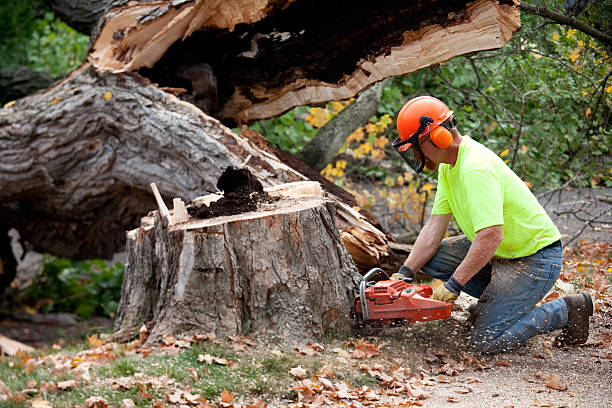 Best Tree Cabling and Bracing  in Bellevue, IA