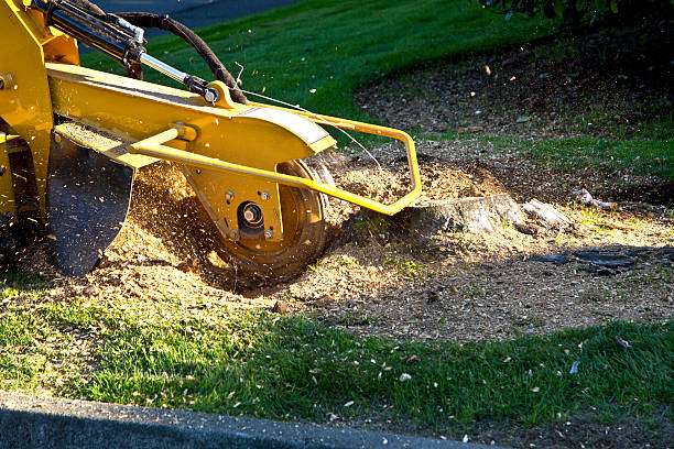 Best Utility Line Clearance  in Bellevue, IA